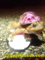 /home//u458753944/public_html/sourcegallery///////Roxborough Toad Detour/2023/2023-04-01/P4010663.JPG